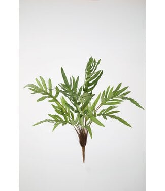 Phlebodium Bush 85cm