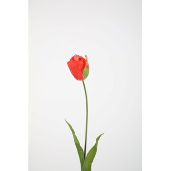 Lange tulpen