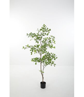 Terminalia Tree 150 cm