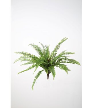 Boston Fern Bush 64cm UV