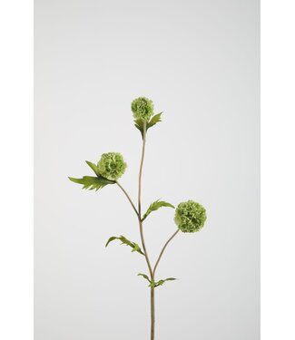 Allium Pompon 71cm
