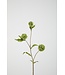 Allium Pompon 71cm