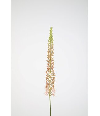 Eremurus Stem 112cm  pink