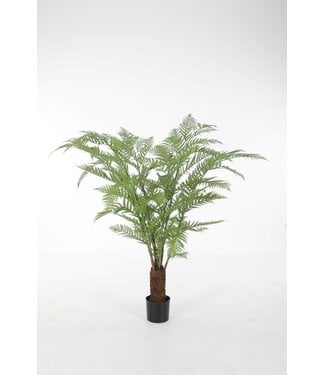 Alsophila Tree 160cm