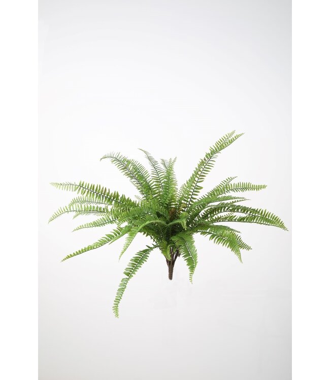 Boston Fern Bush 64cm UV