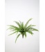 Boston Fern Bush 64cm UV