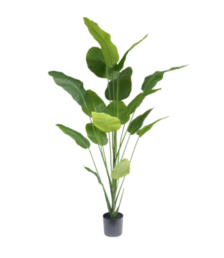 Strelitzia plant 210cm