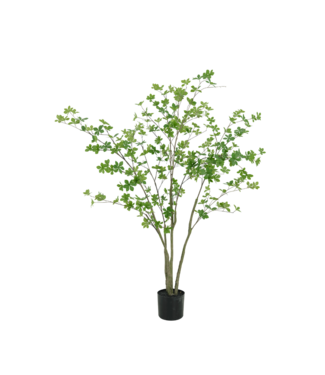 Enkianthus boom 150cm