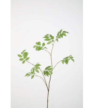 Wisteria Frutescens Stem 110cm