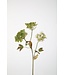 Heracleum Stem 90cm