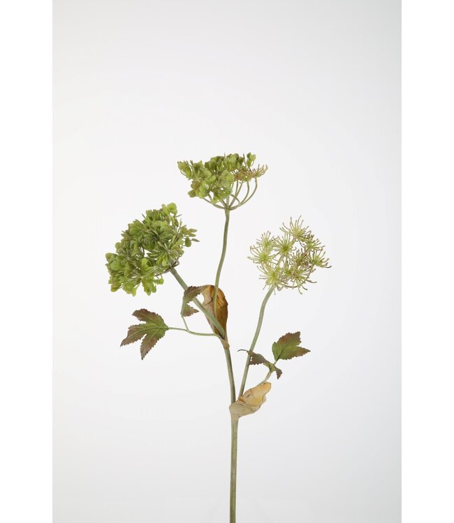 Heracleum Stem 90cm