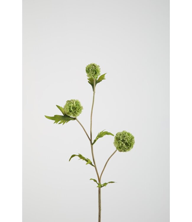 Allium Pompon 71cm