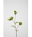 Allium Pompon 71cm