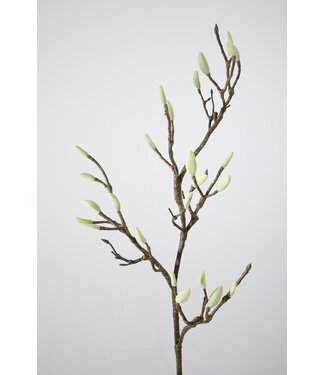 Magnolia tak 118cm