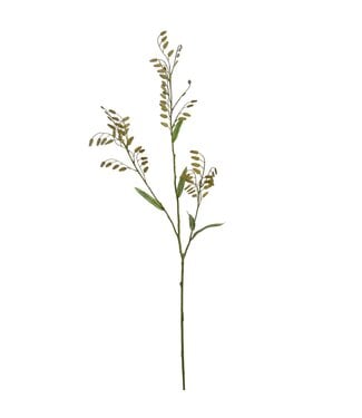 LARGE CHASMANTIUM 115CM GREEN