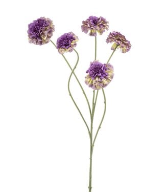 Zinnia spray green/purple 90cm