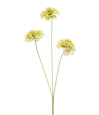 Dianthus spray green 50cm