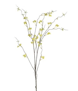 Ptelea spray green 110cm