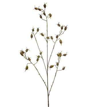Rosehip spray green 90cm