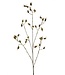 Rosehip spray green 90cm