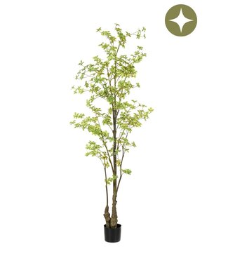 Tropaeolum plant green 210cm