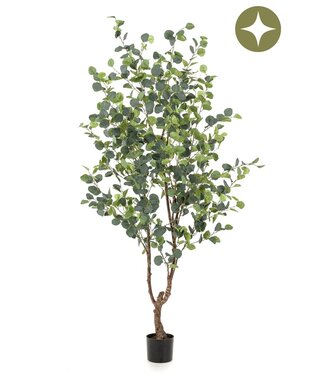 Eucalyptus tree 180cm