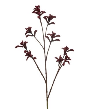 Anigozanthos spray burgundy 85cm