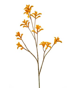 Anigozanthos spray orange 85cm