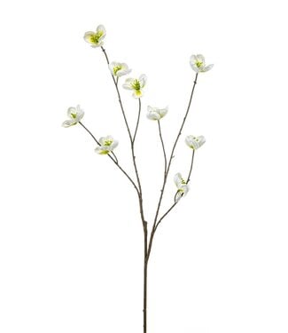 Helleborus spray white 110cm