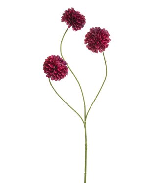 Dahlia pompon mini spray x3 beauty