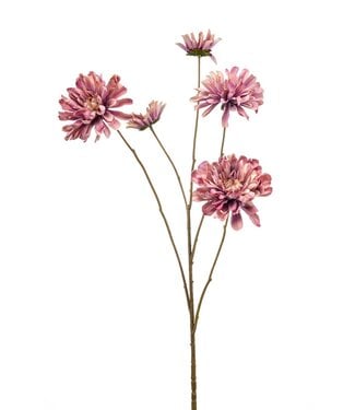 Zinnia spray pink 90cm