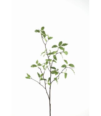 Pittosporum Branch 107cm groen