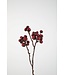 Fig Stem 67cm