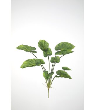 Caladium Bush 71cm