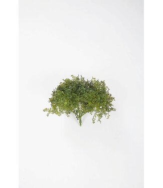 Moss Bush 14cm