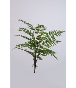 Leather Fern Bush with 14lvs 75cm