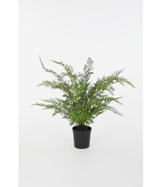 Fern in Pot 87cm