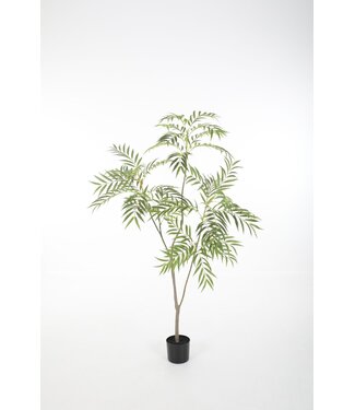 Chamaedorea Palm 150cm