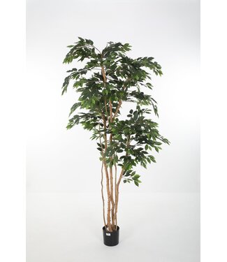 Fat Ficus Tree 240cm