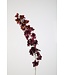 Delphinium Stem 110cm bordeaux