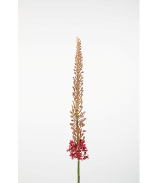 Eremurus Stem 112cm mauve