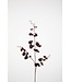 Orchid Dancing 114cm