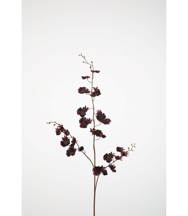 Orchid Dancing 114cm