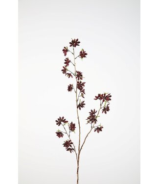 Astrantia Stem 108cm