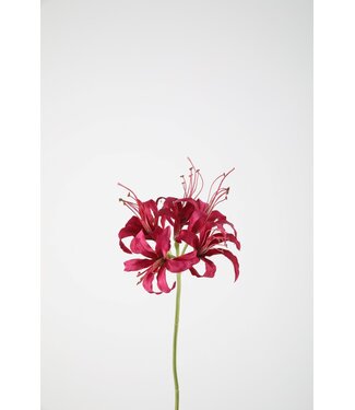 Nerine Stem 80cm fuchsia