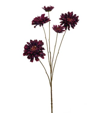 Zinnia spray purple 90cm
