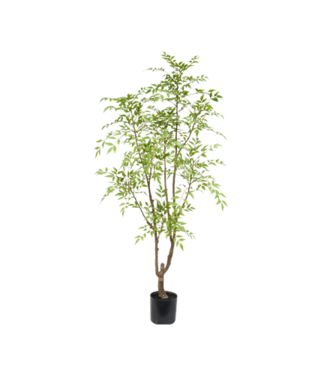 Nandina tree 180cm