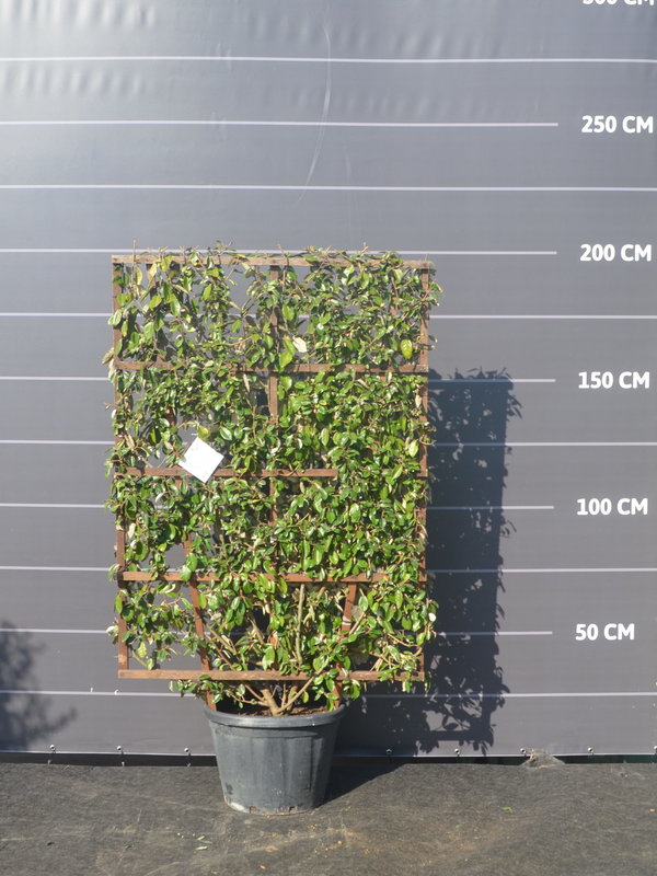 Olijfwilg scherm | 160x110 cm | Scherm