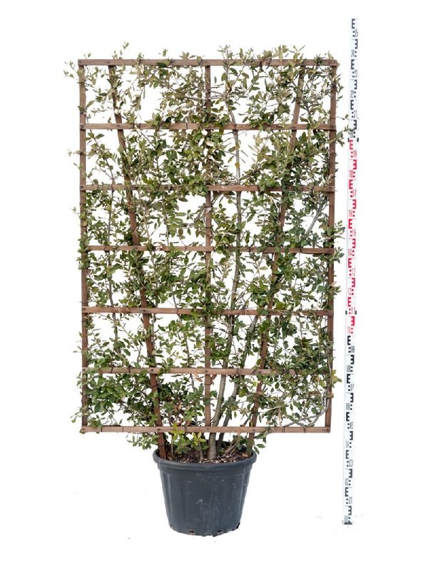 Steeneik scherm | Hoogte 200 cm