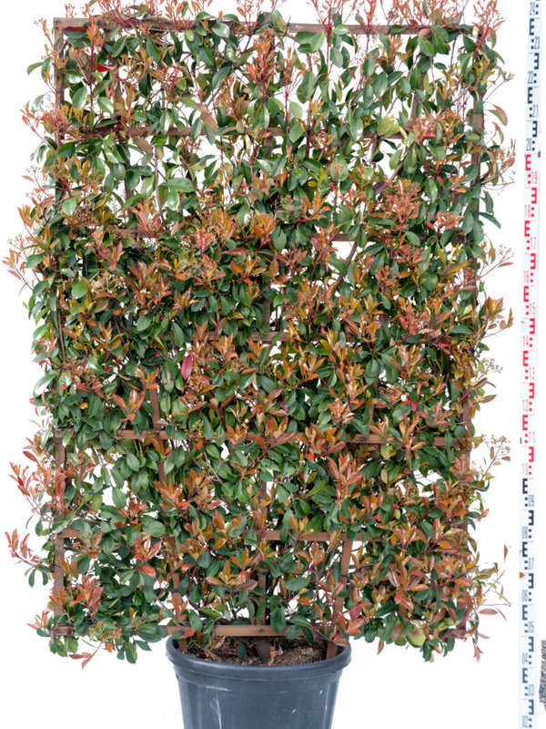 Red Robin scherm | Hoogte 200 cm